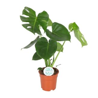 La Plante à Gousses, Plante d'Intérieur Verte, Tropicale, Monstera Deliciosa - Plante à Gousses - 65cm - Ø21