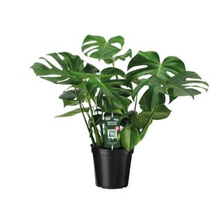La Plante à Gousses, Plante d'Intérieur Verte, Tropicale, Monstera Deliciosa - Plante à Gousses - 65cm - Ø21