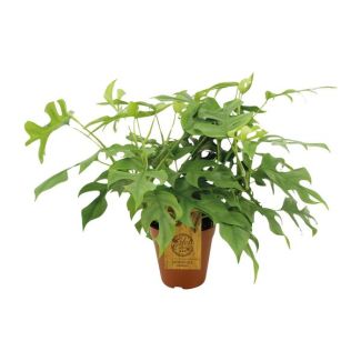 Monstera Minima - Ø 15 cm - H 40 cm