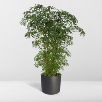 Polyscias fruticosa