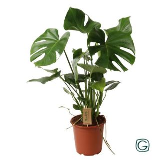 La Plante à Gousses, Plante d'Intérieur Verte, Tropicale, Monstera Deliciosa P21 - Ø21cm - ↕60cm