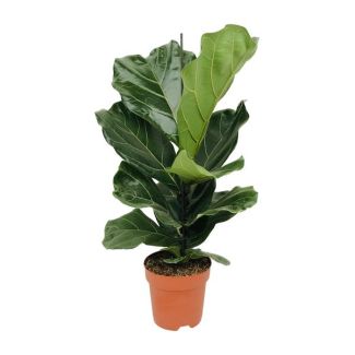 Plante à feuilles de violon, Plante d'intérieur tropicale, Ficus Lyrata Ø17-75cm de hauteur
