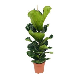 Plante à feuilles de violon, Plante d'intérieur tropicale, Ficus Lyrata Ø21-100cm de hauteur