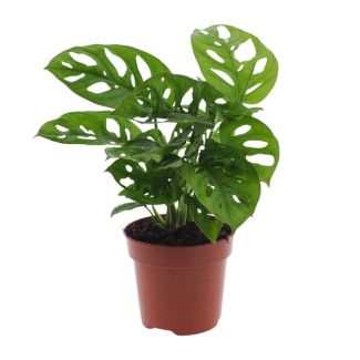 2 Pièces de Monstera