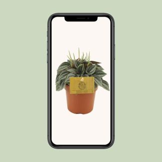 La plante Peperomia nain, plante d'intérieur, plante d'intérieur verte, Peperomia Napoli Nights - Ø10,5 cm - ↕15 cm