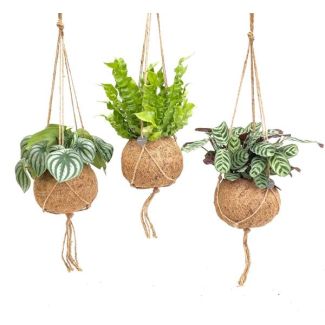 3 Pièces de Plantes Tropicales Suspendues en Pot Kokodama
