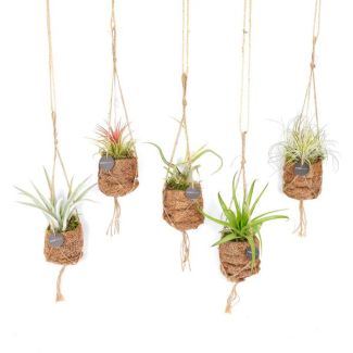 8 Pièces de Plantes Aériennes en Pot Kokodama