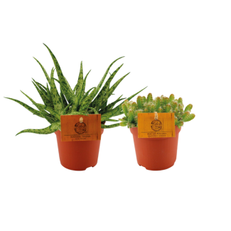 Duo de cactus et de plantes grasses