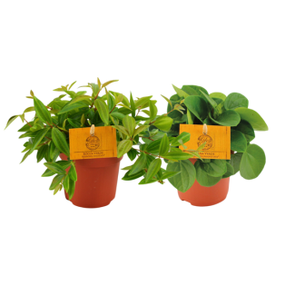 2 pièces de Peperomia