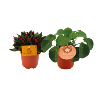 1x Plante à crêpes 1x Peperomia Rosso