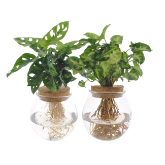 Bolglas Duo Monstera Adansonii/Syngonium Vert - 2 pièces - Ø12cm - ↕12-30cm