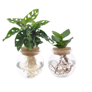 Bol de verre Duo Monstera Adansonii/Clusia - 2 pièces - Ø12cm - ↕30 cm