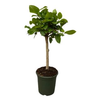 Ficus Altissimo variegata - figuier d'intérieur - 100 cm - plante d'intérieur sur tige - Ø21cm