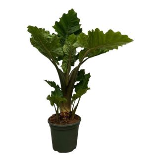 Plante d'intérieur tropicale Alocasia Low Rider - 75 cm de hauteur - Ø26cm