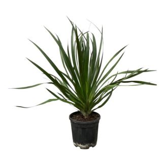 Arbre à sang de dragon, Plante d'intérieur, Plante de jardin, Plante tropicale, Dracaena Draco - 100 cm - Ø24cm