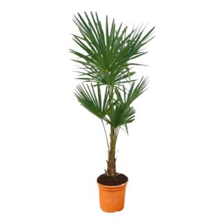 Palmier éventail chinois - Trachycarpus fortunei environ 130 cm de haut - Ø27 cm