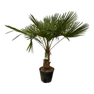 Palmier éventail chinois