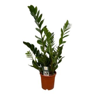 Plante ZZ (Zamioculcas zamiifolia) - 70 cm - Ø17 cm - Élégance Robuste