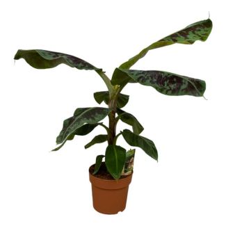 Plante Banane Luxuriante - Musa - 70 cm - Ø19cm