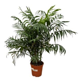 Palmier nain mexicain, Plante d'intérieur, Palmier, Chamaedorea Elegans - Ø24cm - env. ↕100cm