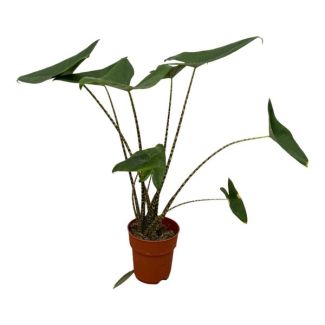 Oreille d'éléphant Zebrina (Alocasia Zebrina) - 80 cm - Ø21cm - plante d'intérieur époustouflante