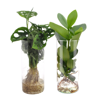 Duo en verre Monstera et Clusia