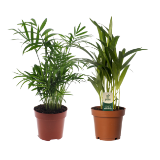 1x Palmier Mexicain, 1x Palmier Areca, Plantes Vertes, Dypsis lutescens, Palmier d'intérieur; Chamaedorea elegans Ø12cm - ↕40cm