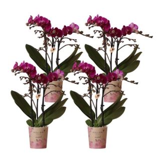 4 Pièces d'Orchidées Papillon Morelia