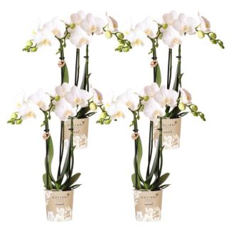 4 Pièces d'Orchidées Papillon Amabilis