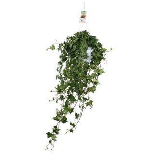 Grande Plante Suspendue Hedera Helix Pitsburg - 45 cm de hauteur - Parfaite pour les espaces intérieurs