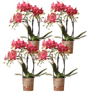 4 Pièces d'Orchidées Papillon Congo