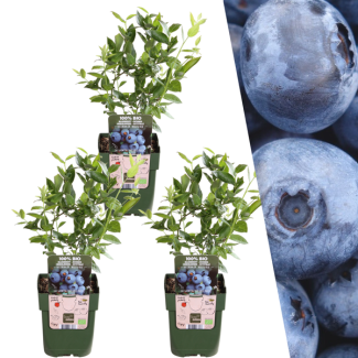 3 Pièces de Myrtille 100% Biologique