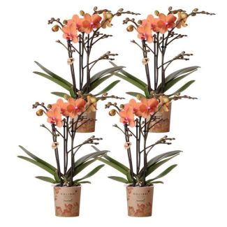 4 Pièces Orchidée Papillon Bolzano