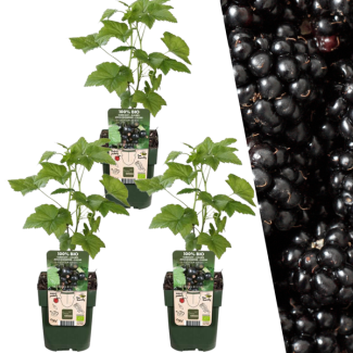 3 Pièces de Mûre 100% Biologique