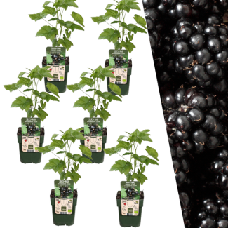 6 Pièces de Mûre 100% Biologique