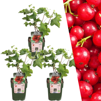 3 Pièces Groseilles 100% Biologiques