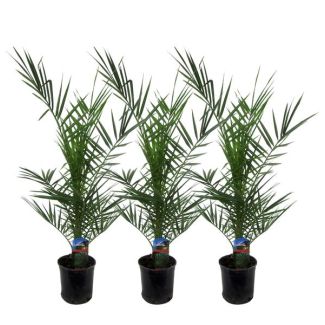 3 Pièces de palmiers dattiers canariens
