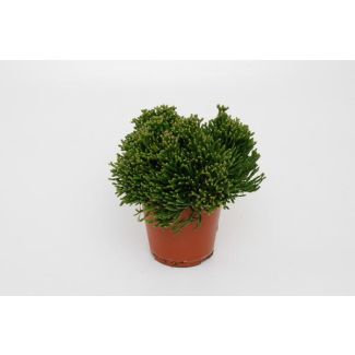 Cactus corail