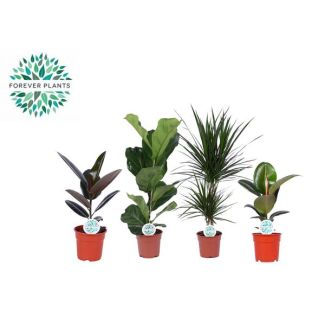 Plantes d'intérieur Mix Vert Lopez, 4 pièces