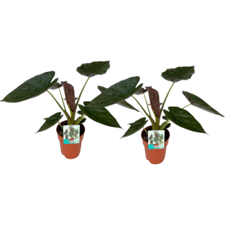 2 pièces, Oreille d'éléphant, Alocasia Wentii, Apparence tropicale, Feuille particulière, Ø19cm - ↕85cm