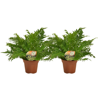 La fougère argentée, Blechnum Silver Lady 2 pièces – Ø17 cm – ↕50 cm