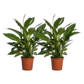 2 Pièces - Le Spathiphyllum ou Le Lys de la Paix, Connu pour ses Fleurs Blanches, Spathiphyllum Vivaldi - Ø17cm - ↕70cm