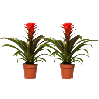 2 pièces de Bromélie Guzmania Hope - Rouge - Ø12cm - ↕40cm