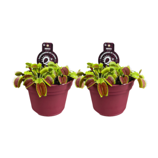 2 Pièces de Dionaea Muscipula, Plantes carnivores