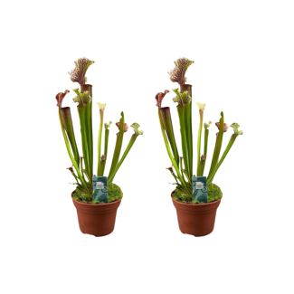 2 Pièces de Sarracenia, plante carnivore
