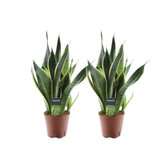2 pièces de Langue de belle-mère, Sansevieria Futura Superba - Ø14cm - ↕45cm