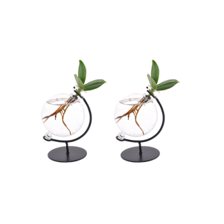 2 Pièces de Plante à Porc dans le Verre Victoria