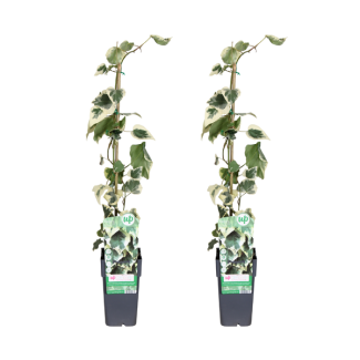 Lierre du Caucase panachée - 2 pièces (Hedera colchica Dentata Variegata) - Ø15cm - ↕65cm