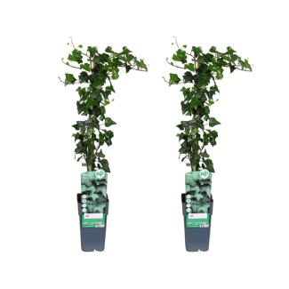 Hedera helix - 2 pièces - Ø15cm - ↕65cm