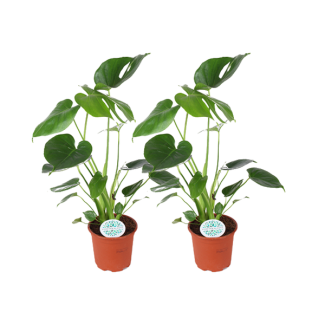 2 pièces Plante à trous ou plante à bec de perroquet (Monstera Deliciosa) - Ø14cm - ↕45cm